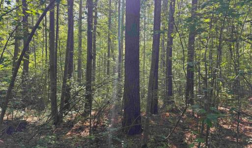 Photo #8 of BANNISTER TOWN ROAD (TRACT DTOF LOUISA), LOUISA, VA 264.0 acres