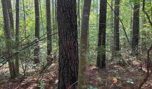 Photo #9 of BANNISTER TOWN ROAD (TRACT DTOF LOUISA), LOUISA, VA 264.0 acres