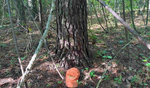 Photo #10 of BANNISTER TOWN ROAD (TRACT DTOF LOUISA), LOUISA, VA 264.0 acres