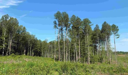 Photo #12 of BANNISTER TOWN ROAD (TRACT DTOF LOUISA), LOUISA, VA 264.0 acres