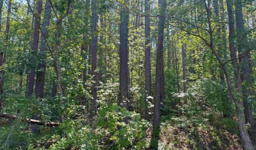 Photo #14 of BANNISTER TOWN ROAD (TRACT DTOF LOUISA), LOUISA, VA 264.0 acres