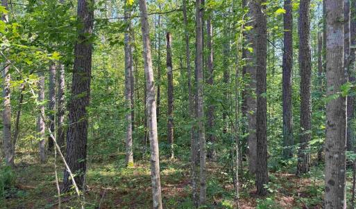 Photo #15 of BANNISTER TOWN ROAD (TRACT DTOF LOUISA), LOUISA, VA 264.0 acres
