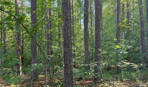 Photo #16 of BANNISTER TOWN ROAD (TRACT DTOF LOUISA), LOUISA, VA 264.0 acres