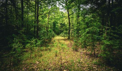 Photo #20 of MALLORYS FORD RD, LOUISA, VA 32.0 acres
