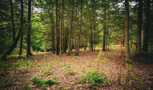 Photo #21 of MALLORYS FORD RD, LOUISA, VA 32.0 acres