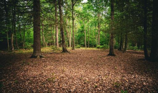 Photo #22 of MALLORYS FORD RD, LOUISA, VA 32.0 acres