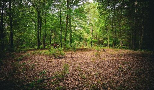 Photo #23 of MALLORYS FORD RD, LOUISA, VA 32.0 acres