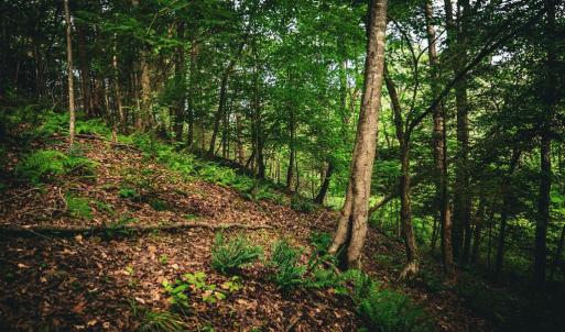 Photo #27 of MALLORYS FORD RD, LOUISA, VA 32.0 acres