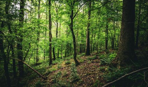 Photo #28 of MALLORYS FORD RD, LOUISA, VA 32.0 acres