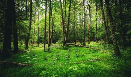 Photo #29 of MALLORYS FORD RD, LOUISA, VA 32.0 acres