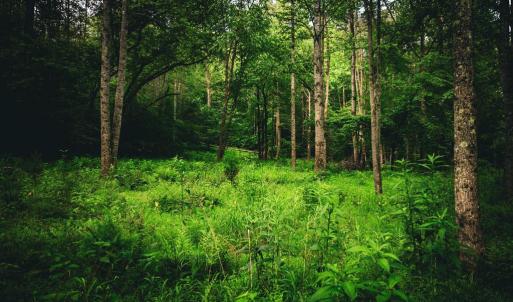 Photo #31 of MALLORYS FORD RD, LOUISA, VA 32.0 acres