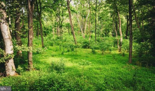 Photo #36 of MALLORYS FORD RD, LOUISA, VA 32.0 acres