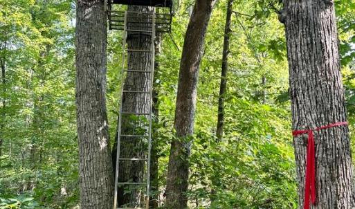 Photo #5 of BLACK HILL RD., RIXEYVILLE, VA 20.5 acres