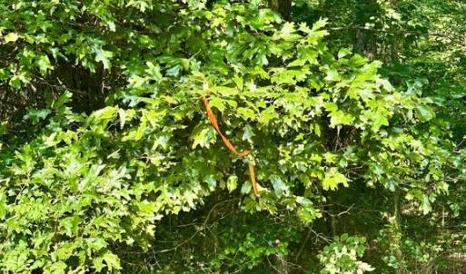 Photo #8 of BLACK HILL RD., RIXEYVILLE, VA 20.5 acres