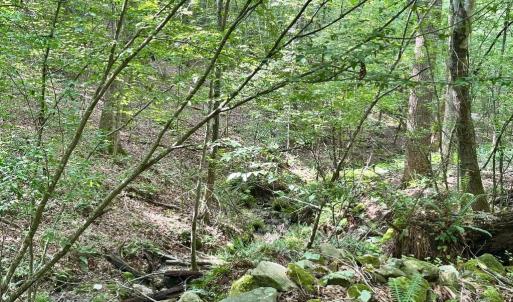 Photo #9 of BLACK HILL RD., RIXEYVILLE, VA 20.5 acres