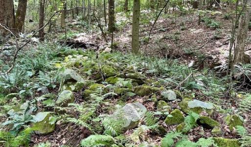 Photo #10 of BLACK HILL RD., RIXEYVILLE, VA 20.5 acres