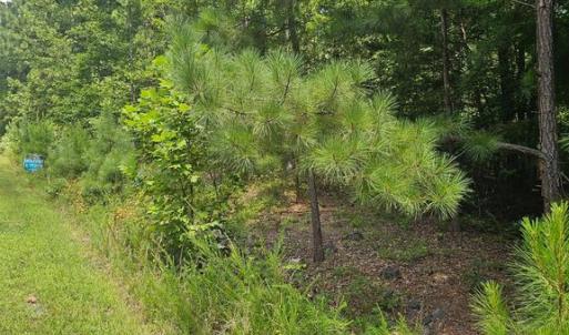 Photo #1 of TRAVELLER, LOT 171 ST, MINERAL, VA 3.6 acres