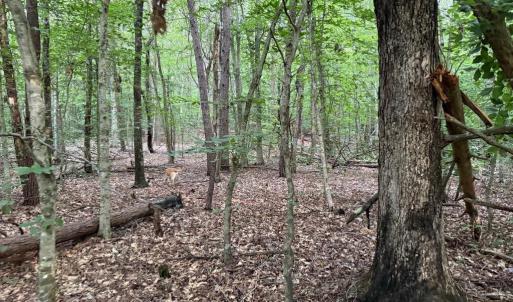 Photo #4 of GLADE RD, SHIPMAN, VA 11.1 acres