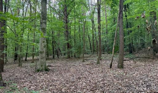 Photo #5 of GLADE RD, SHIPMAN, VA 11.1 acres
