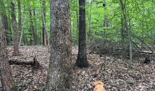 Photo #6 of GLADE RD, SHIPMAN, VA 11.1 acres