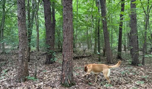 Photo #7 of GLADE RD, SHIPMAN, VA 11.1 acres