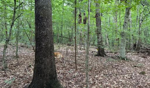Photo #9 of GLADE RD, SHIPMAN, VA 11.1 acres