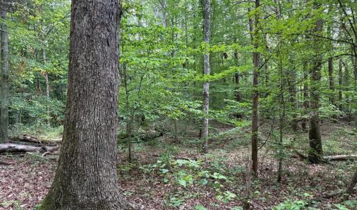 Photo #11 of GLADE RD, SHIPMAN, VA 11.1 acres