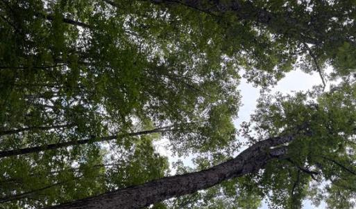 Photo #13 of GLADE RD, SHIPMAN, VA 11.1 acres