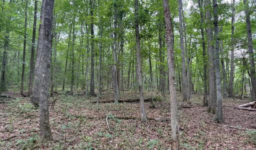 Photo #16 of GLADE RD, SHIPMAN, VA 11.1 acres