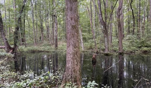 Photo #17 of GLADE RD, SHIPMAN, VA 11.1 acres