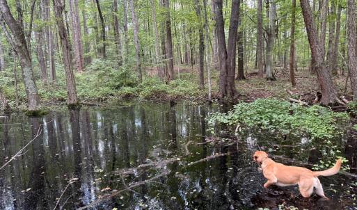 Photo #18 of GLADE RD, SHIPMAN, VA 11.1 acres