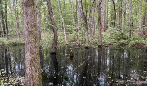 Photo #19 of GLADE RD, SHIPMAN, VA 11.1 acres