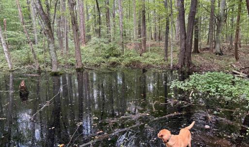 Photo #20 of GLADE RD, SHIPMAN, VA 11.1 acres