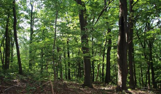 Photo #4 of BAXTER DR, STANLEY, VA 33.3 acres