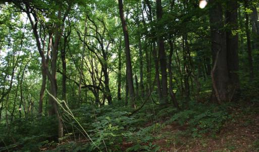 Photo #7 of BAXTER DR, STANLEY, VA 33.3 acres