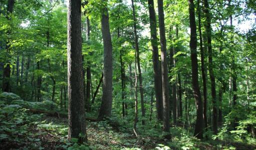 Photo #8 of BAXTER DR, STANLEY, VA 33.3 acres