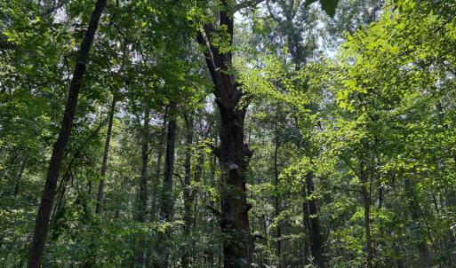 Photo #5 of WEAVER ROAD, AMISSVILLE, VA 3.0 acres