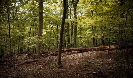 Photo #13 of 1 RAG HILL RD, SYRIA, VA 2.9 acres