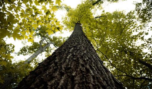 Photo #14 of 1 RAG HILL RD, SYRIA, VA 2.9 acres