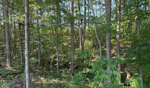 Photo #8 of WEST RIVER RD. (RT. 6) (TRACT: JR A.J. COLLINS-1), SCOTTSVILLE, VA 150.0 acres
