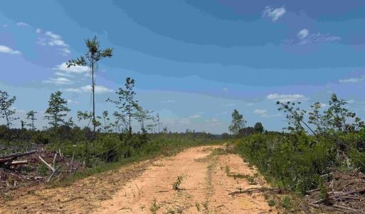 Photo #10 of WEST RIVER RD. (RT. 6) (TRACT: JR A.J. COLLINS-1), SCOTTSVILLE, VA 150.0 acres
