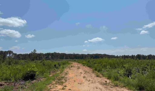 Photo #11 of WEST RIVER RD. (RT. 6) (TRACT: JR A.J. COLLINS-1), SCOTTSVILLE, VA 150.0 acres