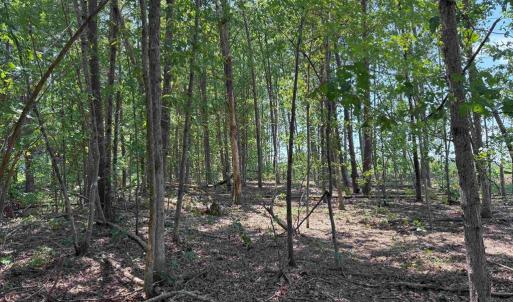 Photo #15 of WEST RIVER RD. (RT. 6) (TRACT: JR A.J. COLLINS-1), SCOTTSVILLE, VA 150.0 acres