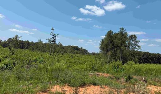 Photo #16 of WEST RIVER RD. (RT. 6) (TRACT: JR A.J. COLLINS-1), SCOTTSVILLE, VA 150.0 acres