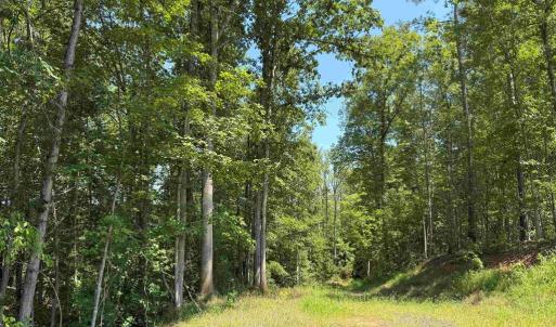 Photo #17 of WEST RIVER RD. (RT. 6) (TRACT: JR A.J. COLLINS-1), SCOTTSVILLE, VA 150.0 acres