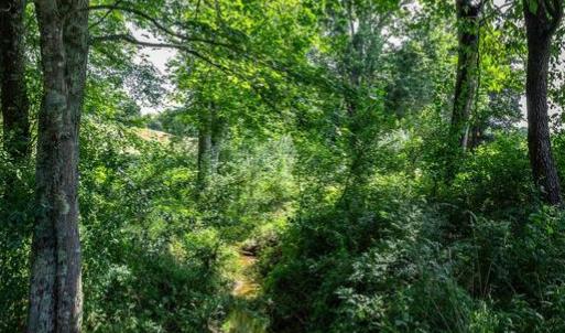 Photo #11 of CLARENDON FARM DR, MARSHALL, VA 50.0 acres