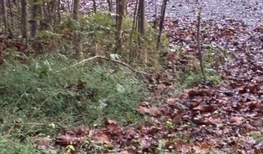 Photo #2 of W HOOVER, MADISON, VA 114.9 acres