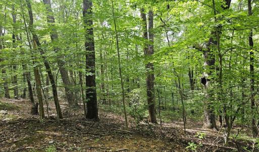 Photo #3 of GAAR MOUNTAIN RD, MADISON, VA 19.5 acres