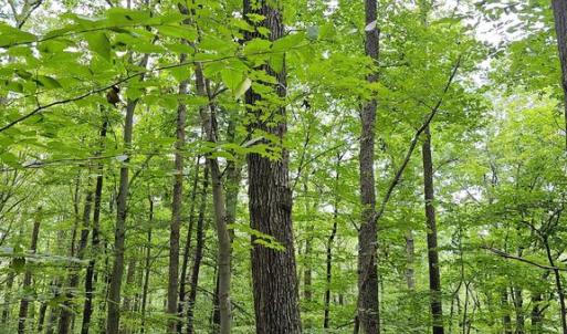Photo #5 of GAAR MOUNTAIN RD, MADISON, VA 19.5 acres