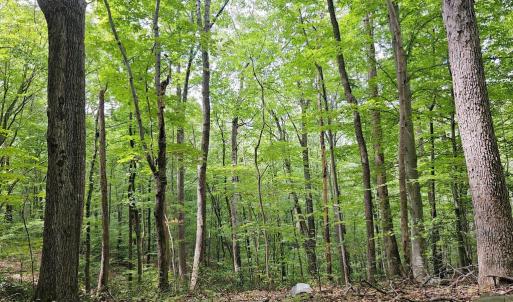 Photo #6 of GAAR MOUNTAIN RD, MADISON, VA 19.5 acres